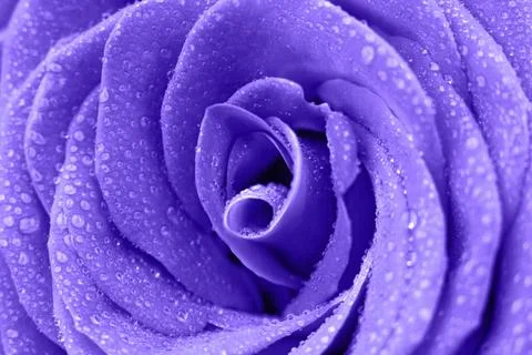 Purple rose with dew drops close-up with copy space. Фото