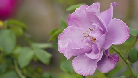 Purple Rose Flower in the wind Stock Footage 168137904