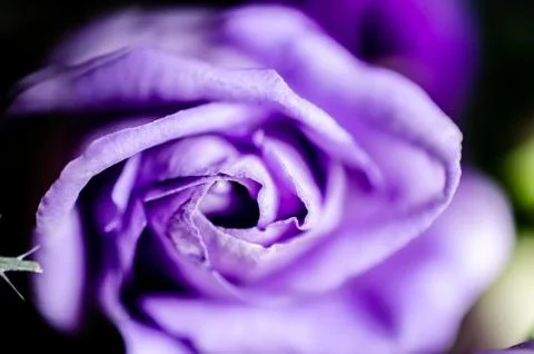 Purple rose macro Stock Photos