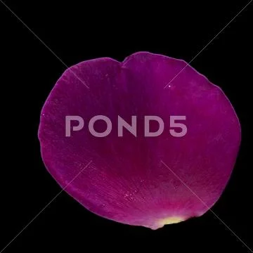 Purple rose petal Stock Photos