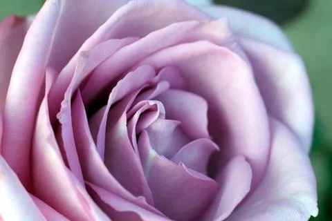 Purple rose Stock Photos