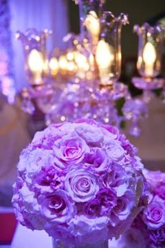 Purple rose Foto stock