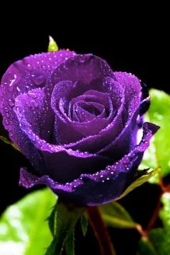 Purple Rose Stock Photos