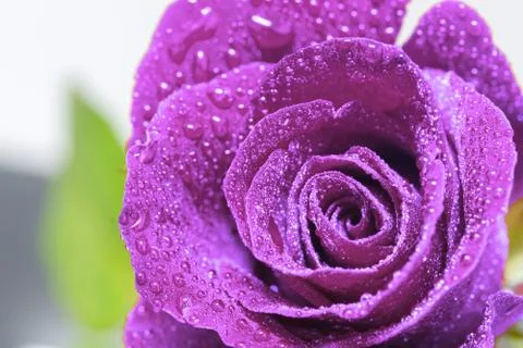 Purple Rose Stock Photos