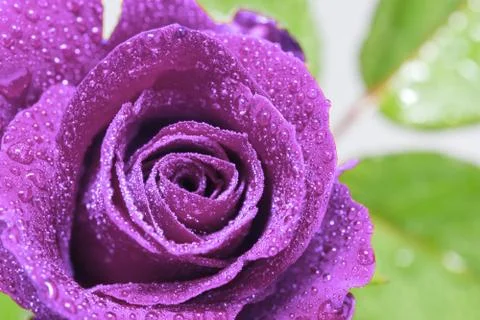 Purple Rose Stock Photos