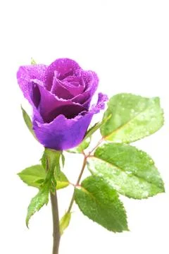 Purple Rose Stock Photos