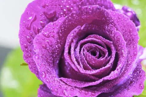 Purple Rose Stock Photos