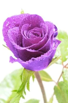 Purple Rose Stock Photos