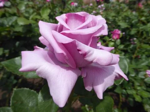 Purple Rose Stock Photos