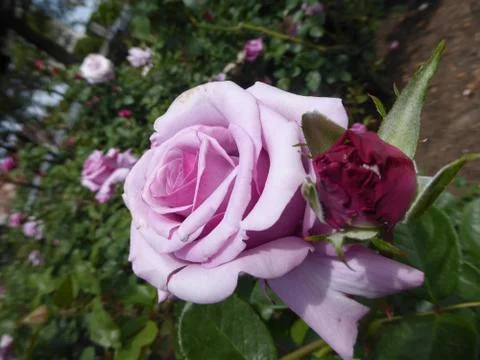 Purple Rose Stock Photos