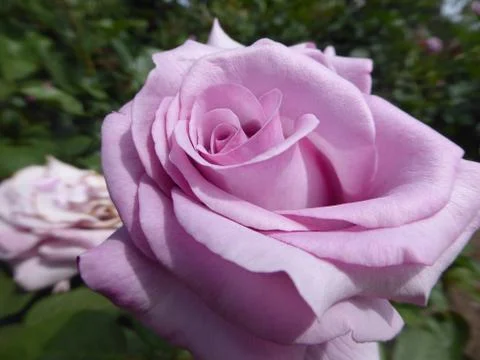 Purple Rose Foto stock