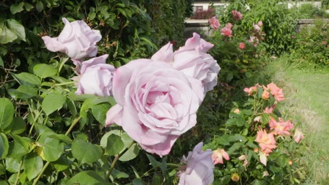 Purple roses Stock Footage 244864344