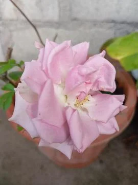 Purple roses Stock Photos