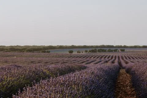 Purple rows landscape in lavender fields with blue sky, copy space Stock Photos