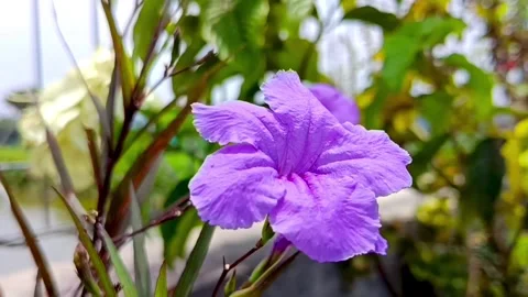 Purple Ruellia Flower Stock Footage 327765713