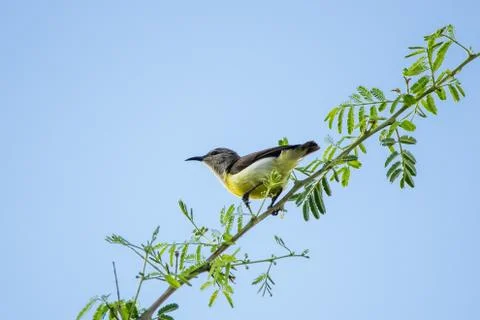 Purple rumped sunbird captured while walking along a twig Stock-Fotos