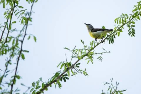 Purple rumped sunbird captured while walking along a twig Stock-Fotos