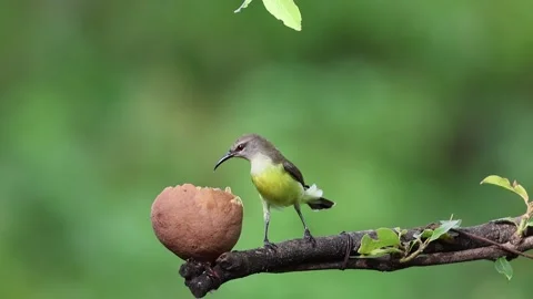 Purple-rumped Sunbird Stock Footage 278849644
