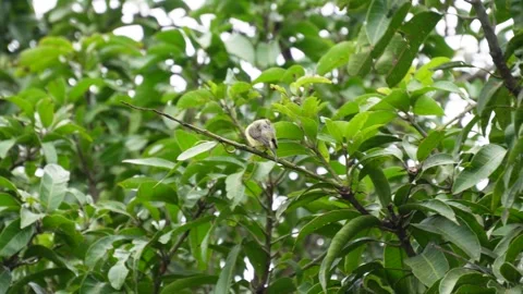 A Purple-rumped Sunbird Stock Footage 319998300