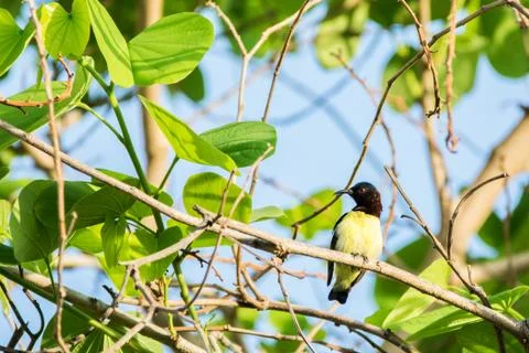 Purple rumped Sunbird perched on a tree with bright green leaves Stock Photos