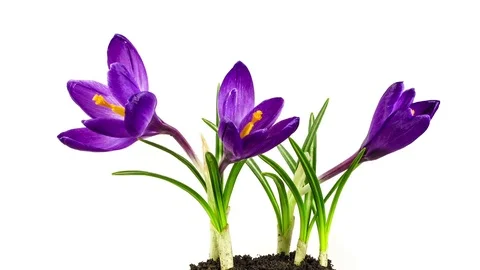 Purple saffron in bloom on  white background. Time lapse. Video stock 75192127