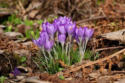 Purple saffron crocus growing between dry brown leaves Stock Photos