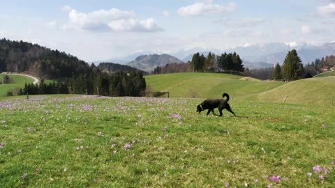 Purple saffrons fields, wildflowers, capturing the joyful sprint of a black dog. Stock Footage 269454686