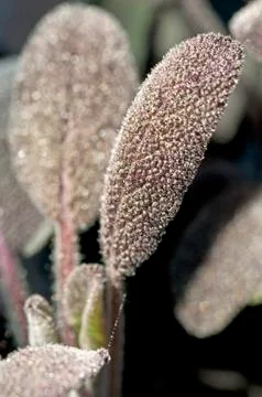 Purple Sage leaf Stock Photos