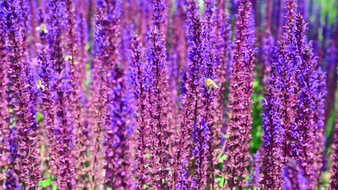 Purple salvia spikes with bees buzzing in garden field. Salvia nemorosa, Wo.. Stock Footage 337500560