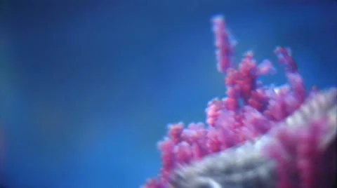 Purple sea anemone. Stock Footage 44563497
