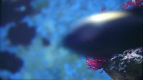 Purple sea anemone. Stock Footage 44563573