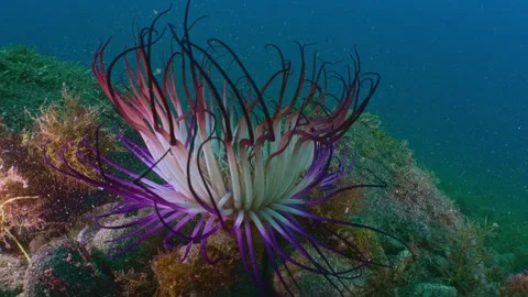 Purple sea anemone macro deep blue 4k Vídeos de archivo 336839926
