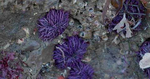 Purple Sea Urchin 스톡 동영상 237411076