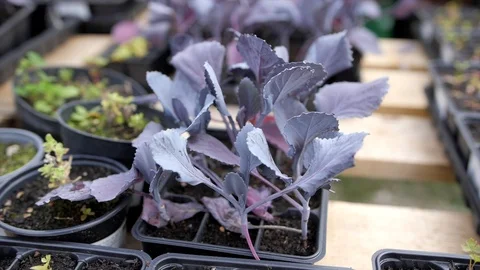 Purple seedling Stock Footage 126785788