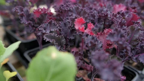 Purple seedlings Stock Footage 126776476