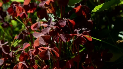 Purple shamrock Stock Footage 133538842