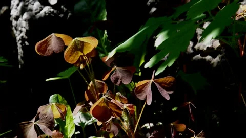 Purple shamrock Stock Footage 252629948