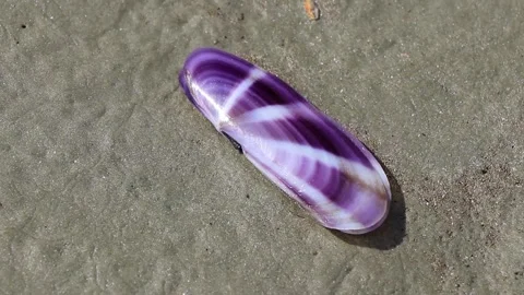 Purple shell on beach sand on Noppharat Thara Beach Thailand. Stock Footage 295216808