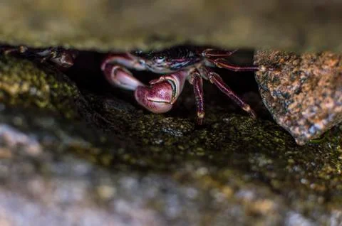 Purple Shore Crab, Baja California Stock Photos