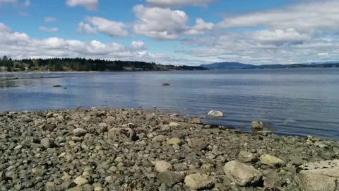 Purple shore crabs Stock Footage 162865441