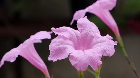 Purple Shower flower close up Video stock 118941358