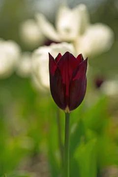 Purple Single Stem Tulip Stock Photos