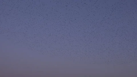 Purple sky and flock of birds flying in the evening light England UK 4K Video stock 147790153