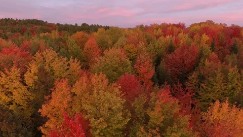 Purple sky over multicolor fall forest seen by drone slowly lifting up Video stock 119185266