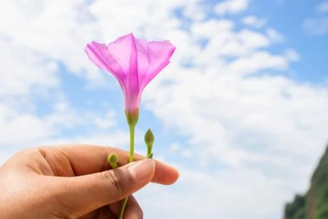 Purple in The Sky Stock Photos