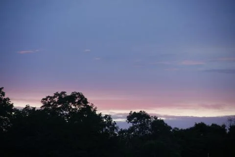 Purple sky with tree top Stock Photos
