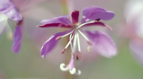 Purple small flower 스톡 동영상 53642576