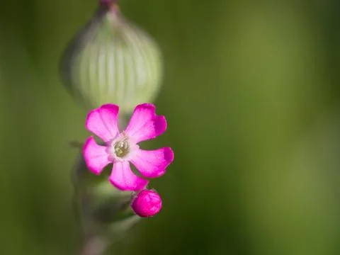Purple small flower Stock Photos