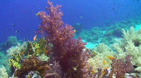 Purple soft coral Stock Footage 565508