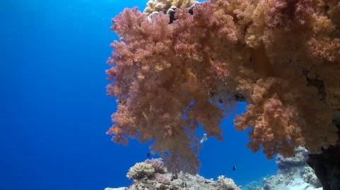 Purple softcoral Stock Footage 8694457